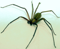 Brown Recluse Spider, photo is public domain by Br-recluse-guy
