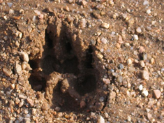 Canine footprint