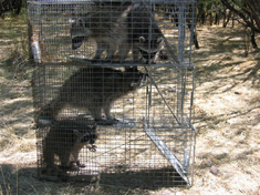 group of trapped raccoons